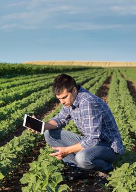People working in a field